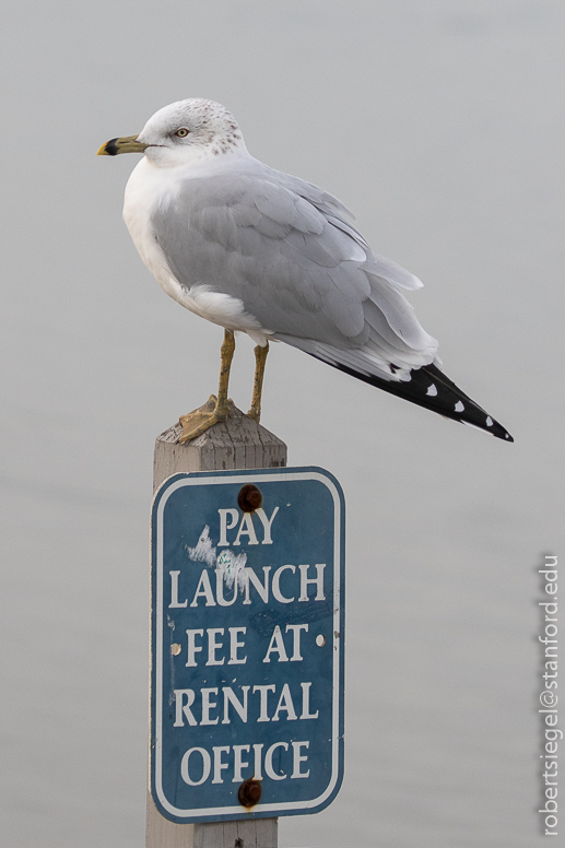 shoreline park